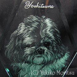 シーズー 肖像画