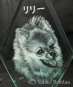 ポメラニアン 肖像画